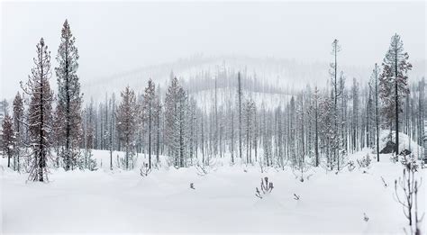 Rod Mclean Photography Forest With Snow In Winter