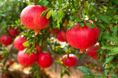 Pomegranate Trees Best Varieties Growing Guide Care Problems And