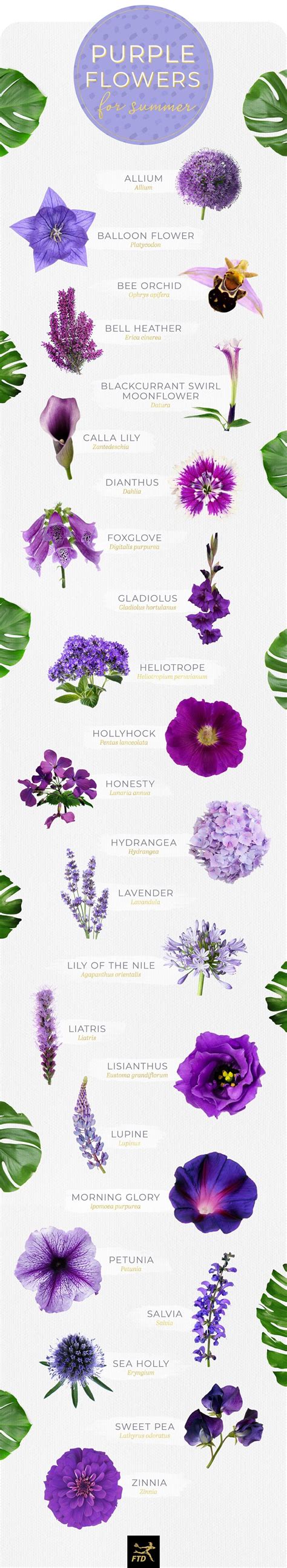 Types Of Purple Flowers With Names Sschool Age Activities For Daycare