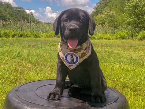 Hero Pups Offer Comfort, Confidence For Veterans & First Responders