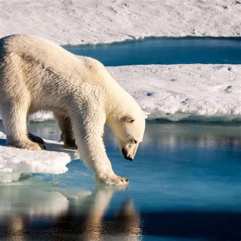 Russian Scientists ‘besieged By Polar Bears At A Remote Arctic Post