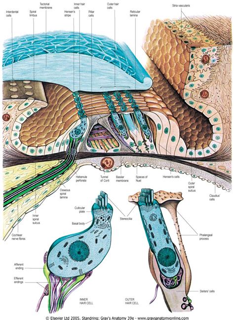Organ Of Corti Ear Anatomy Physiology Brain Anatomy