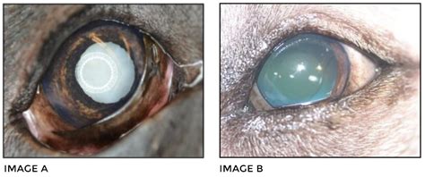 Cataracts And Cataract Surgery Portland Veterinary Emergency And