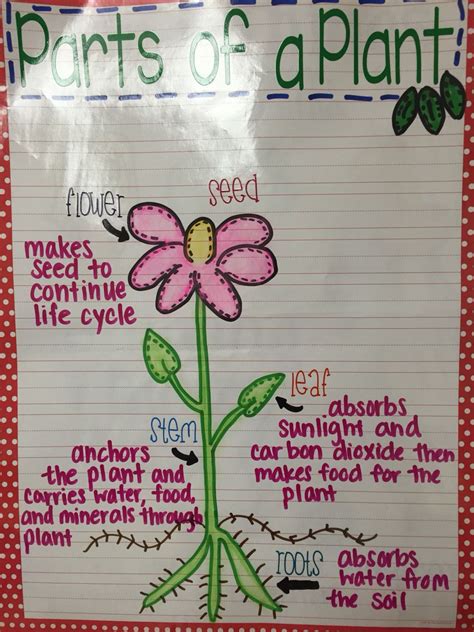 My Parts Of A Plant Anchor Chart Plants Anchor Charts Stem Students