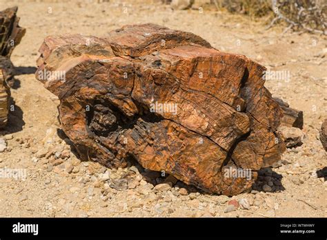 Petrified Fossils Hi Res Stock Photography And Images Alamy