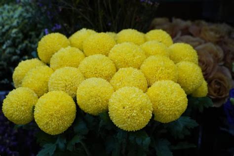 Bouquet Of Flowers Craspedia Bright Yellow Balls In A Florist Shop