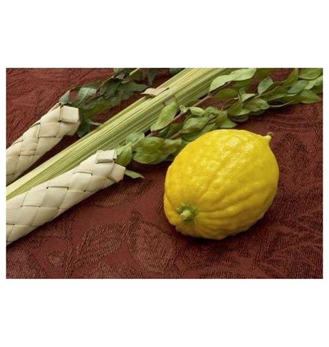 Etrog And Lulav Set Detailed Guide Well Packed Ship One Day After