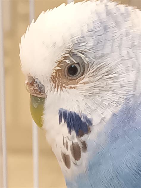 A Strange Bald Patch Around My Budgies Eye Its Itchy Because Of Diet