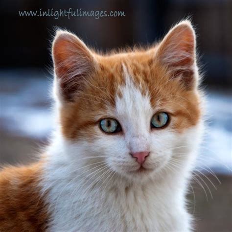 Items Similar To Orange And White Tabby Kitten With Blue