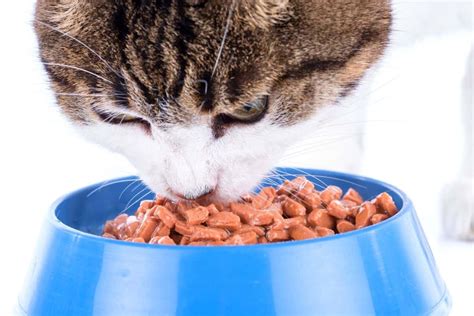 Wet cat food generally has higher protein content than dry food, which could be a benefit to cats, says carroll. Best Wet Cat Food for Urinary Health: Top Reviews 2019 | PLW