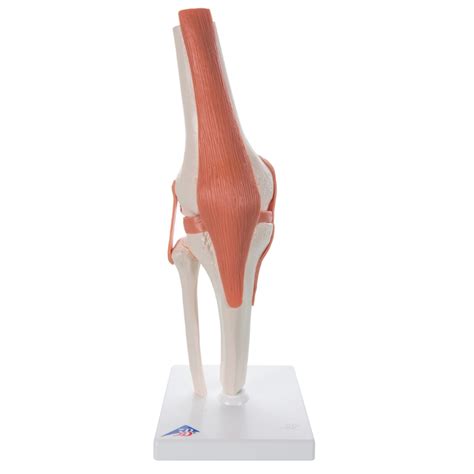 Knee anatomy is quite complex as it forms an important structure of lower limb. Anatomical Knee Joint Model