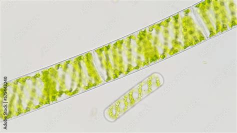 Spirogyra A Filamentous Freshwater Green Algae With Spiral Arrangement