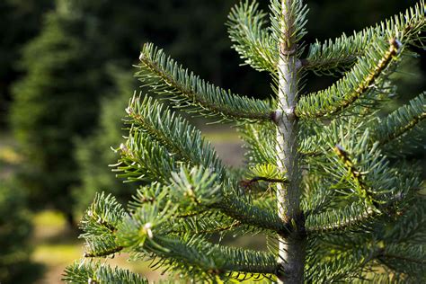 12 Easy To Grow Types Of Fir Trees