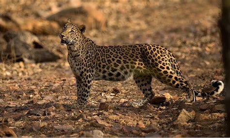 A Rare Sighting In Ranthambore National Parkthis Leopard Was Seen