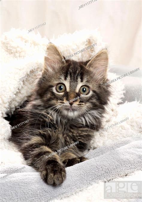 Domestic Cat Kitten In Blankets Stock Photo Picture And Rights