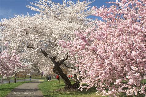 Cherry Blossoms At Abq Biopark Botanic Garden