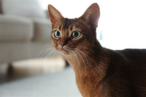 Abyssinian Cat Care Caring Pets