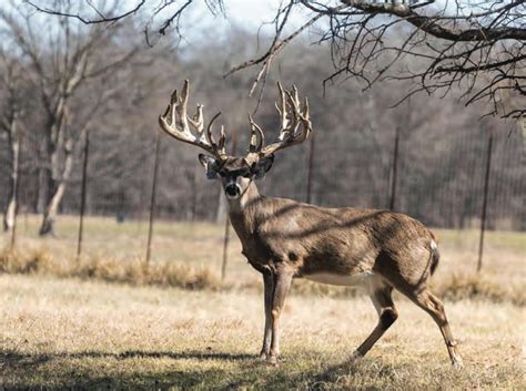 Part 1 The High Stakes Of Texas Whitetail Deer Breeding Industry
