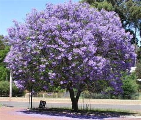 Now, without further ado, here are some fast growing tree suitable to the uk's climate. Jacaranda mimosa tree 3gallon 2ftt tall Fully Rooted plant ...