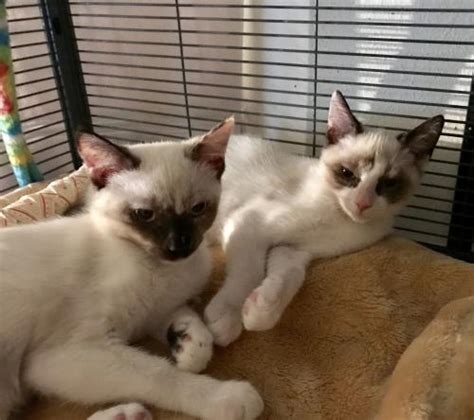Adopt Cream The Tortie Point Siamese Kitten From Cats Can Inc In Oviedo Fl