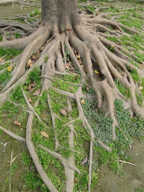 59405 Tree Roots Photos Free And Royalty Free Stock Photos From Dreamstime