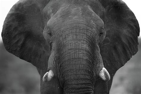 Elephant Black And White Portrait Photograph By Ozkan Ozmen Pixels