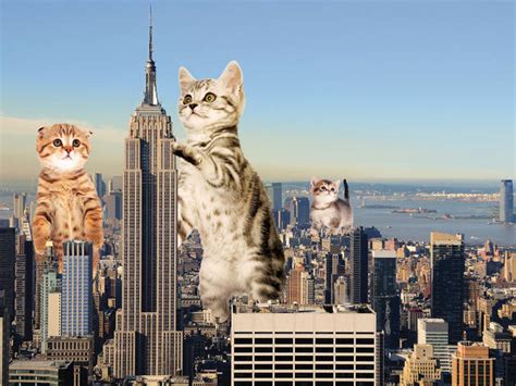 Kitty City Things To Do In New York