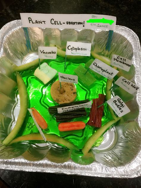 Edible Plant Cell For My 5th Grader Used Jello Marshmallow Cookie