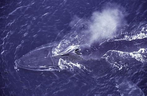 クジラは森林並みに大量の炭素を 除去 していた──米調査｜ニューズウィーク日本版 オフィシャルサイト
