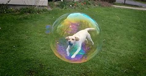Dog Cant Even Believe She Just Discovered Bubbles The Dodo
