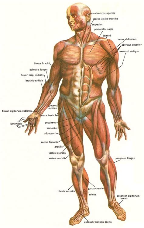 The human body has three types of muscle cells: ANATOMY - PERSONAL TRAINING ( by Massimo Avidano)