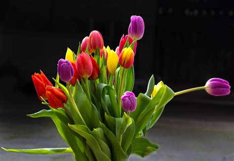 Tulips Flowers Cut Summer Free Photo On Pixabay