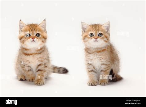 48 British Shorthair Golden Cat Furry Kittens
