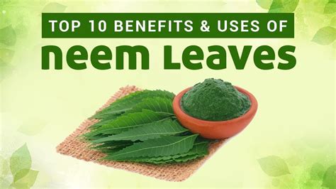 Neem Oil Leaves Impressive Health Benefits Uses 48 Off