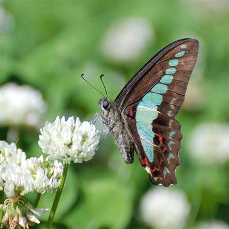 美しい蝶の観察しませんか？久宝寺緑地公園にて春の昆虫観察 | 号外NET 八尾