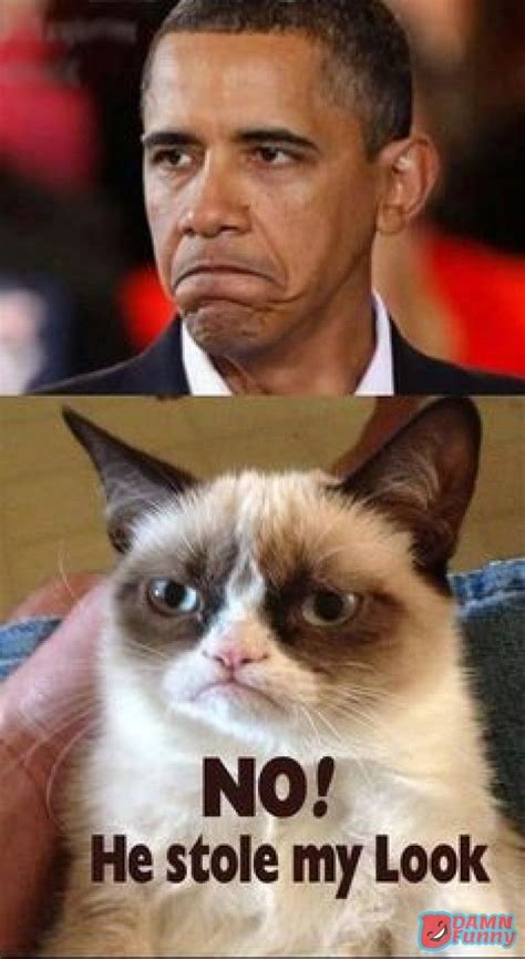 Leon Rhodes Leonrhodesbdu Funny Grumpy Cat Memes Grumpy Cat Humor