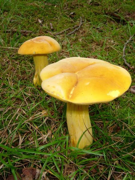 Boletus Auripes Butter Foot Bolete The Bolete Filter