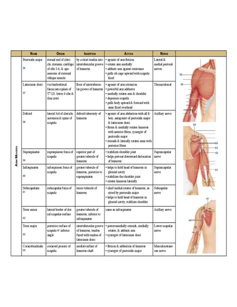 Musculature Anatomy Chart