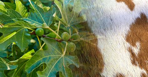 Fig Leaves Or Animal Skins Footsteps Blog