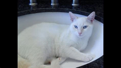 The most common flame point siamese material is ceramic. Flame Point Siamese Cat
