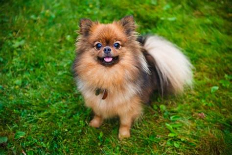 Is The Lovable Shih Tzu Pomeranian Mix The Right Pet For You K9 Web