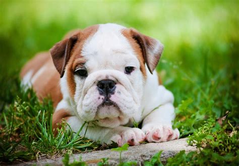 Free English Bulldog Adoption English Bulldog Puppies For Sale Adoption