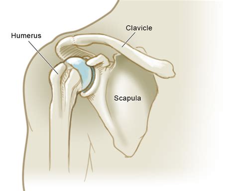 Tutorials on the shoulder muscles (e.g rotator cuff muscles. Outdoor Hazards: Dislocated Shoulder in the Backcountry ...