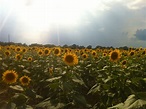 Sunflower, Mississippi. Summer 2014. | Plants, Mississippi, Summer 2014