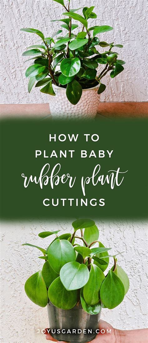 Let's now look at how to do it with air layering. How To Plant Baby Rubber Plant Cuttings | Joy Us Garden ...