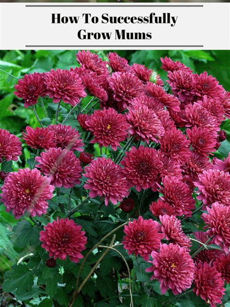 How To Successfully Grow Mums Story Exotic Gardening