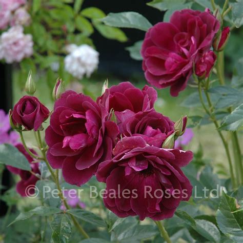 Burgundy Ice Bush Rose Peter Beales Roses The World Leaders In