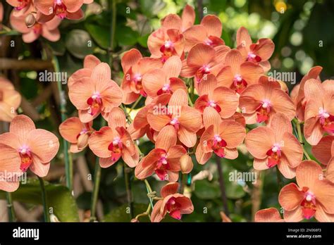 Orange Phalaenopsis Orchid Flower Blossom In Garden Stock Photo Alamy