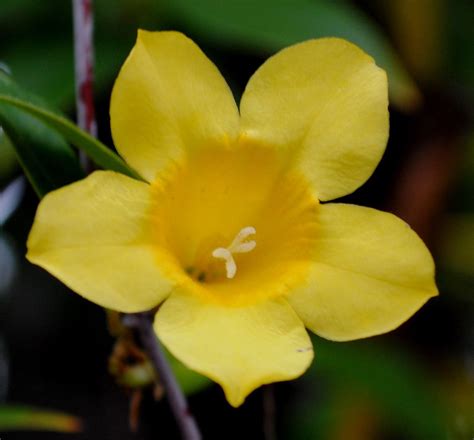 Sc State Flower Carolina Jasmine Gelsemium Sempervirens Is Native