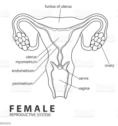 Diagram uterus illustrations & vectors. Female Reproductive System Stock Vector Art & More Images ...